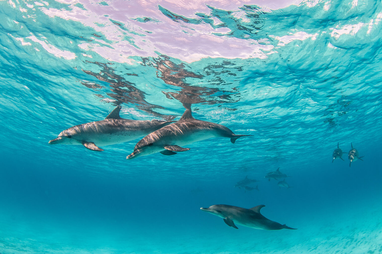 Snorkeling Do Domu Delfinów